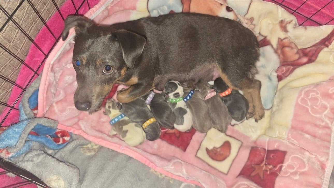 Prachtige kleuren Jack russel pups !!, Dieren en Toebehoren, Honden | Jack Russells en Terriërs, Jack Russell Terriër, 8 tot 15 weken