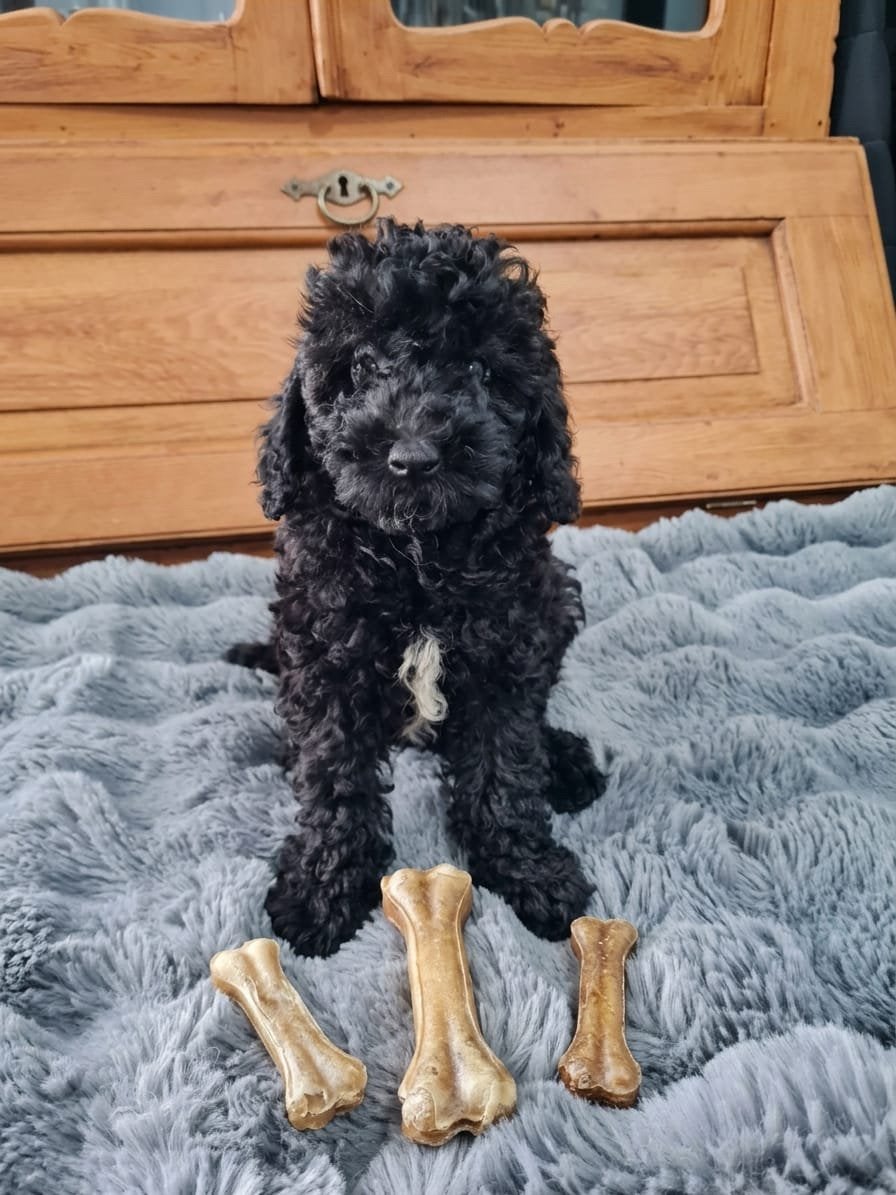Lieve en speelse Toy Poedel pup reutje, Poedel, CDV (hondenziekte), 8 tot 15 weken, Meerdere