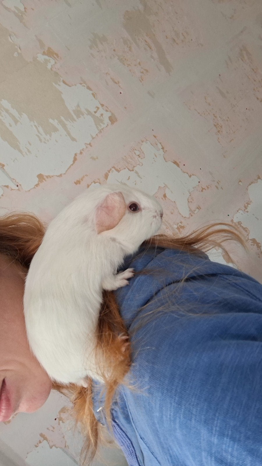 cavia beertjes te koop, Cavia, Mannelijk, Tam, September