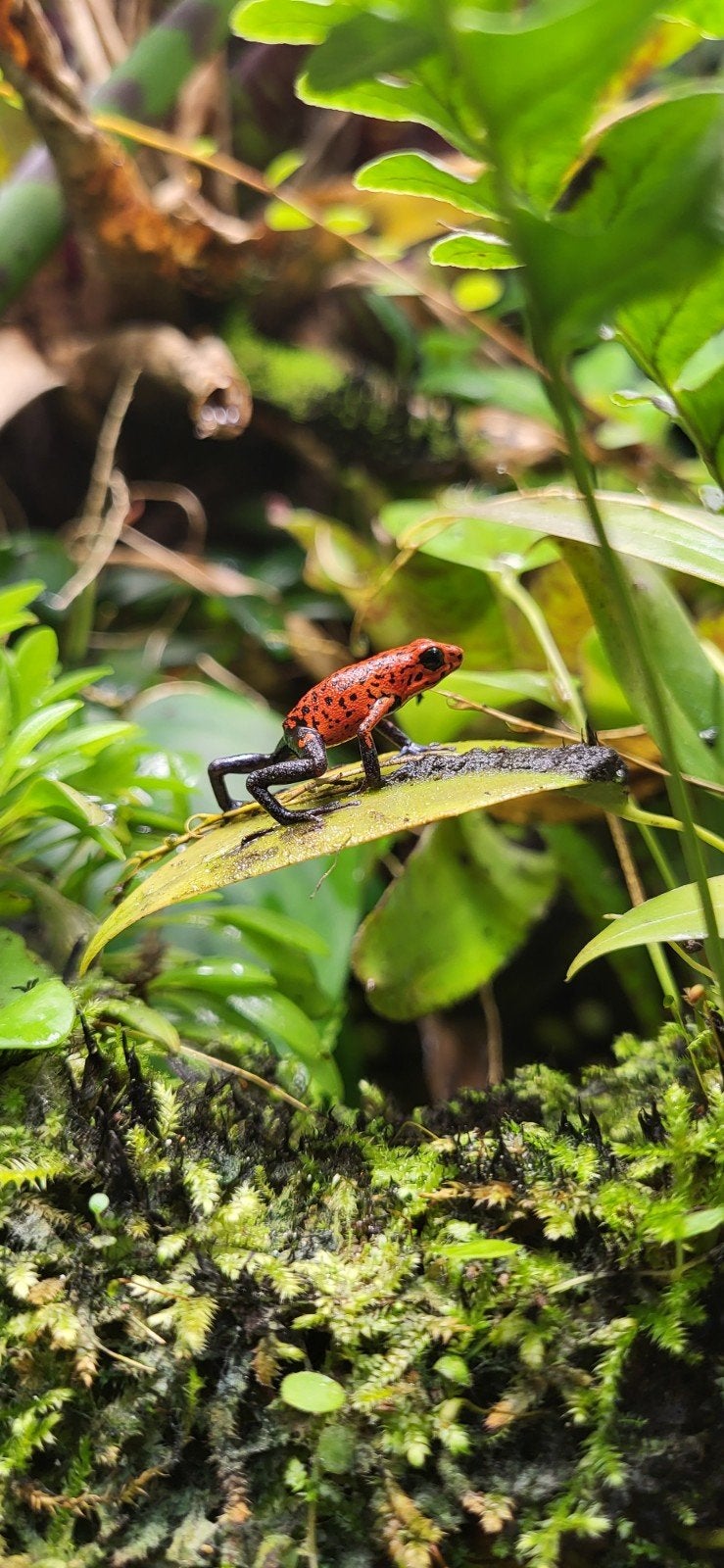 Oophaga pumilio cristobal, Amfibie, 0 tot 2 jaar