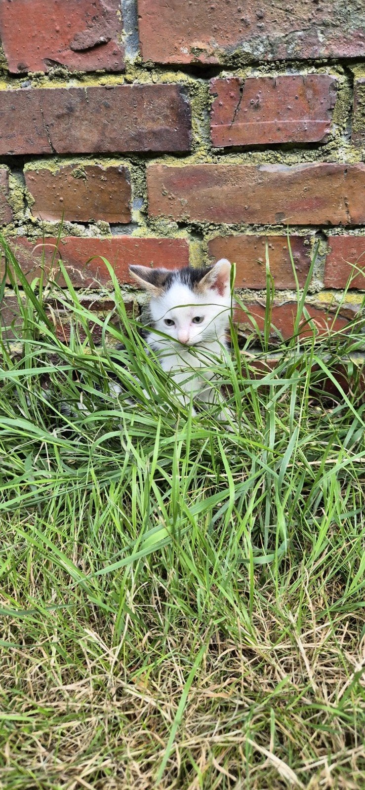 3 lieve kittens, Meerdere dieren
