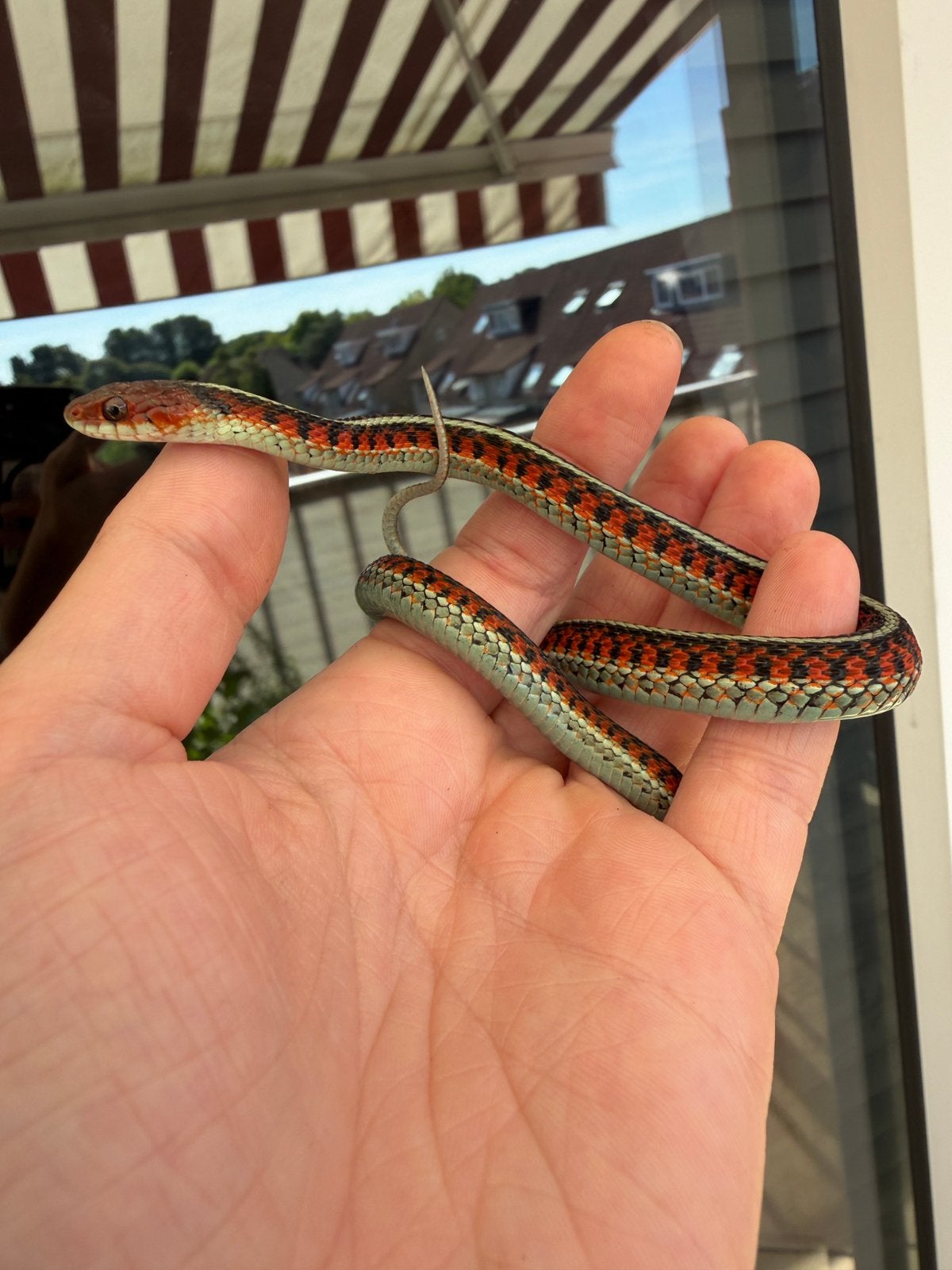 🩵🩷 Thamnophis Sirtalis infernalis 🩷🩵, Dieren en Toebehoren, Slang, 0 tot 2 jaar
