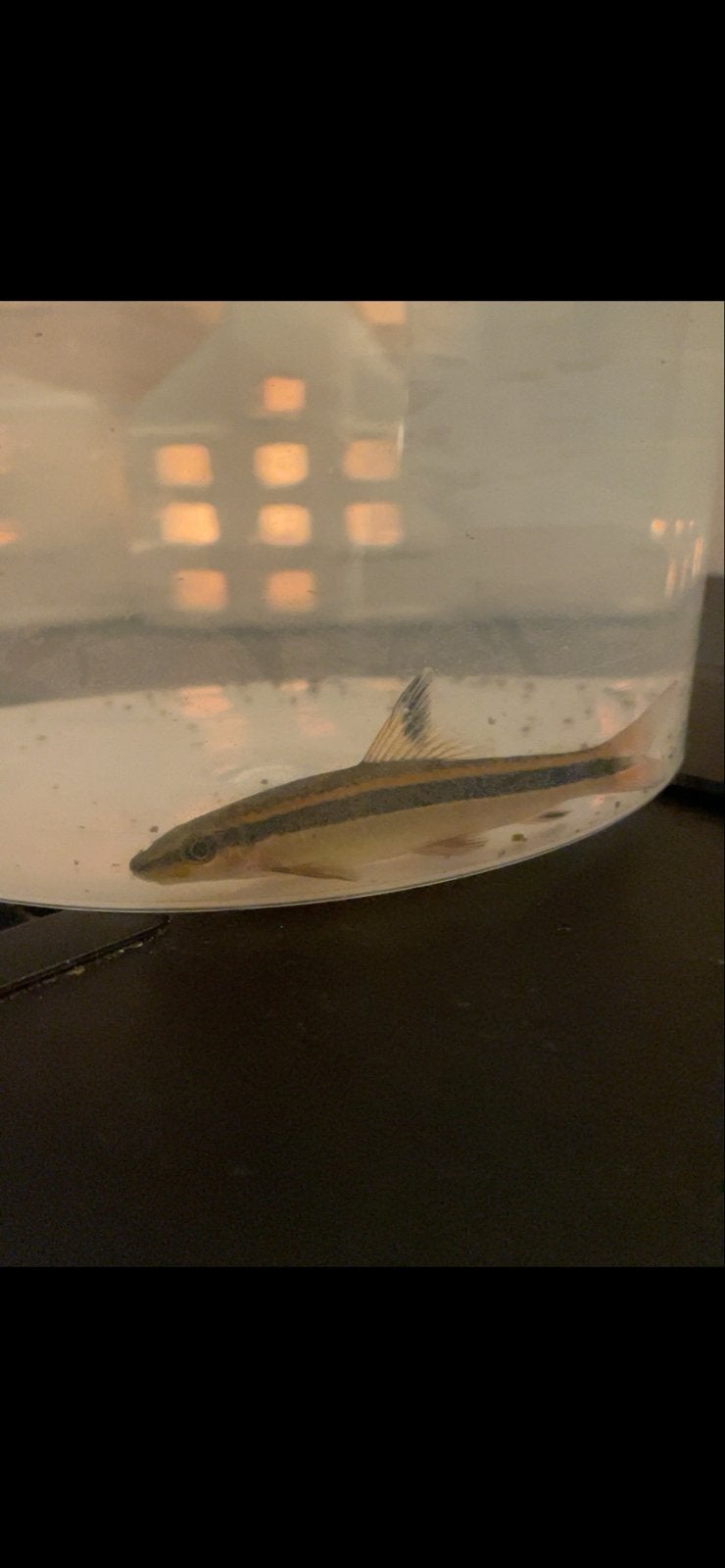 Siamese algeneter, Overige typen, Zoetwatervis