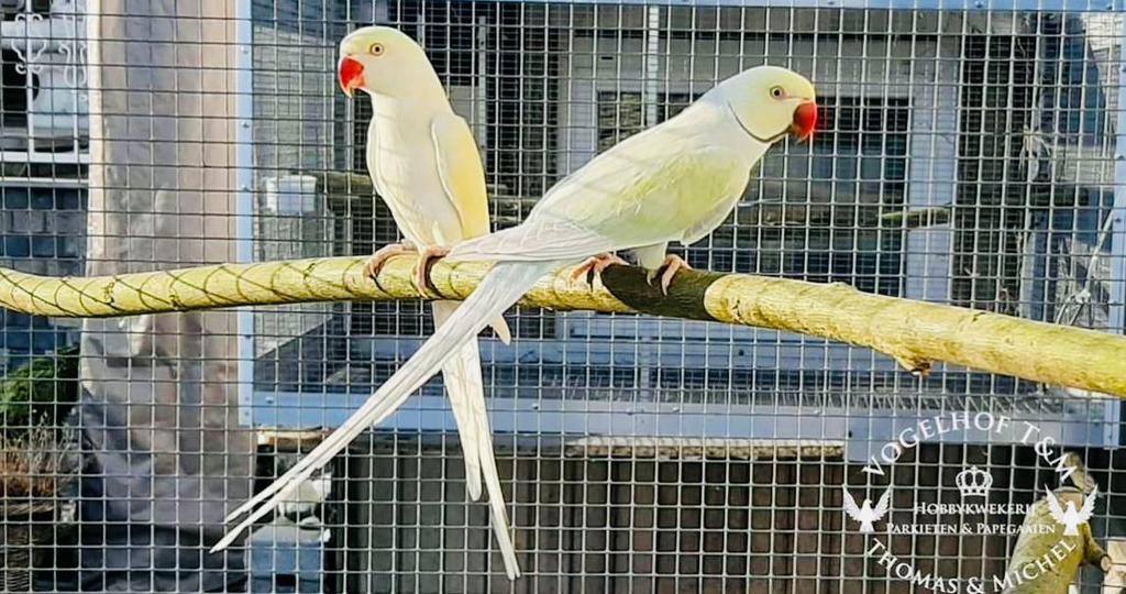 Gezocht & inkoop van alle soorten kromsnavels !, Meerdere dieren, Papegaai