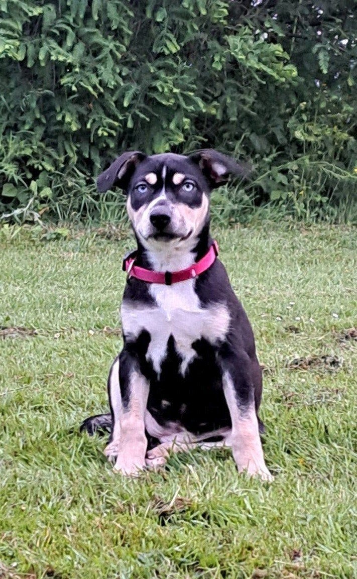 1 Blue eyes Amerikaanse stafford/husky puppy teefje pups!, Parvo, 8 tot 15 weken, American Staffordshire Terriër, Teef