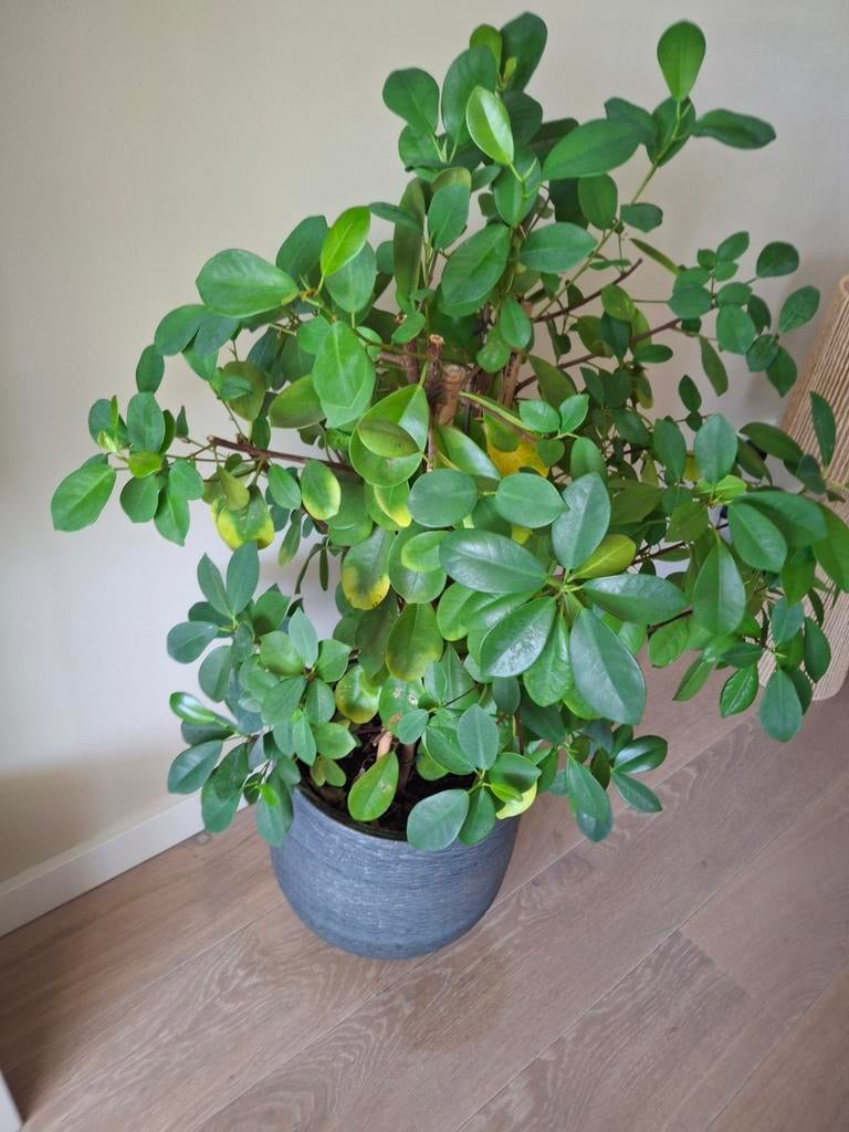 PLANTENBAKKEN, Huis en Inrichting, Kamerplanten, Ophalen, Ficus, Halfschaduw, Minder dan 100 cm