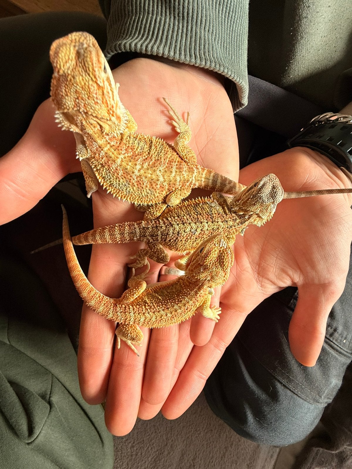 Baardagaam ( Pagona Vitticeps ) Bearded Dragon photo 8
