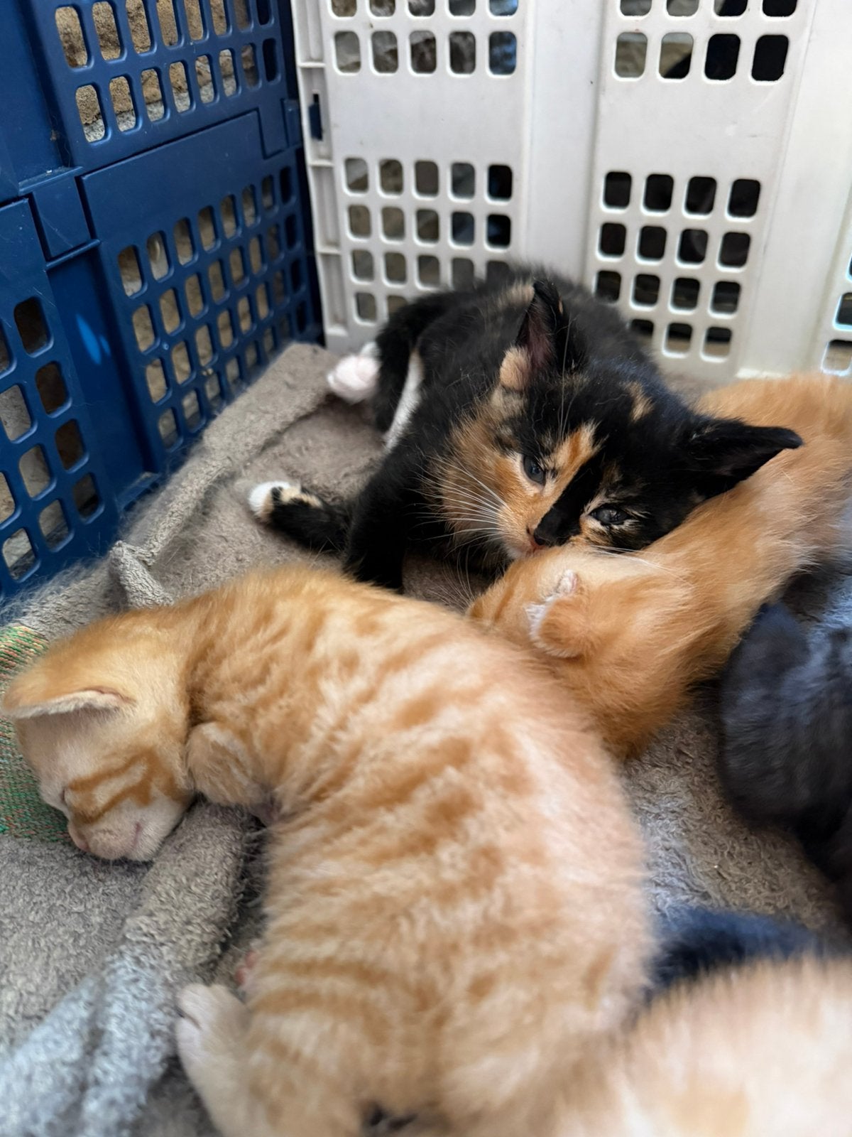 Kittens te koop, Meerdere dieren