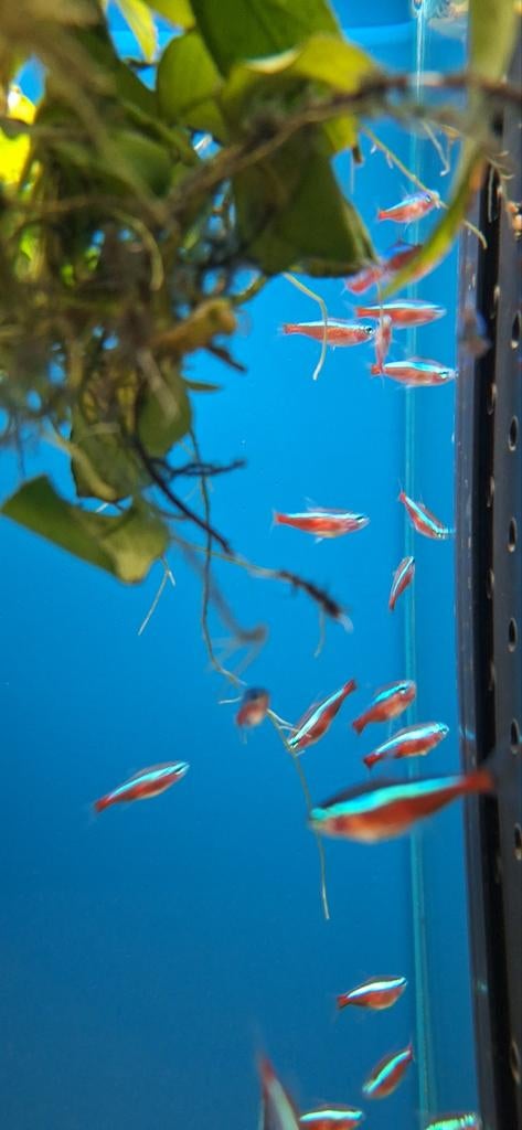Kardinaal tetra paracheirodon axelrodi aquarium vissen kopen, Karper of Koi