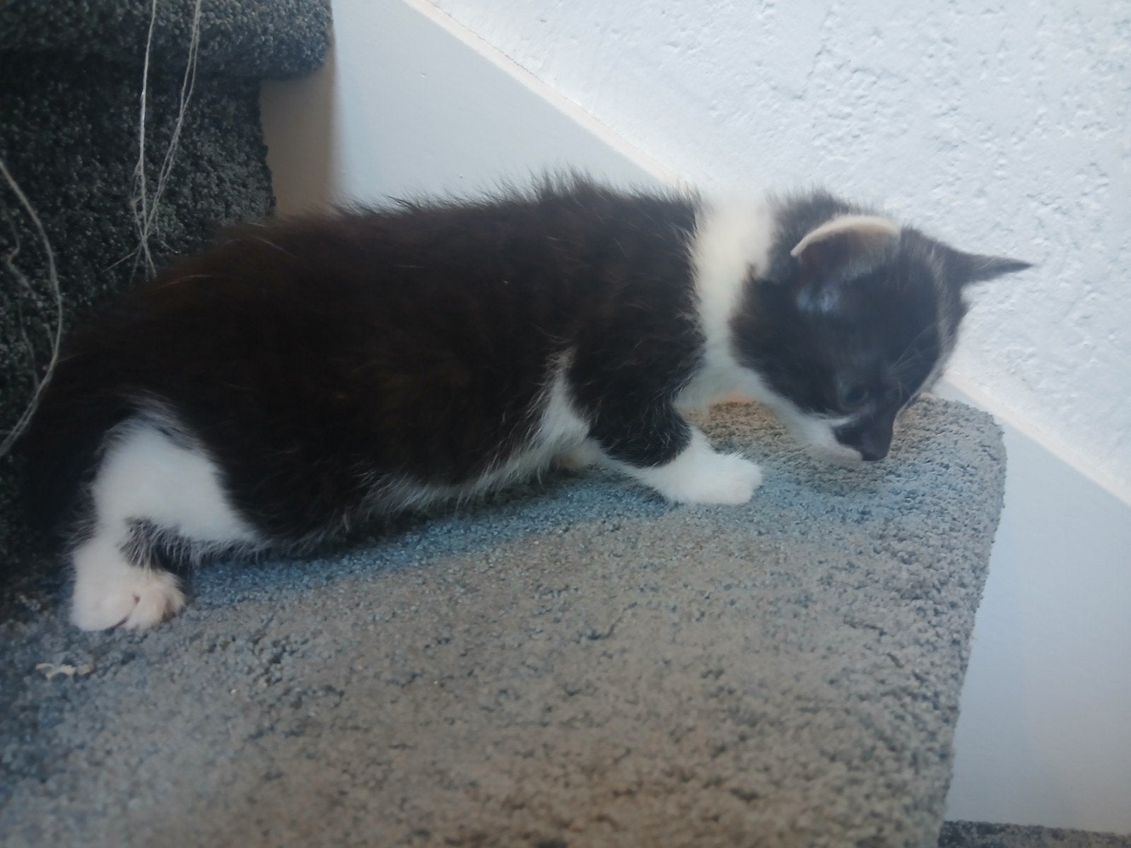 Lieve kitten 8 weken. Direct op te halen, Poes, Kortharig, 0 tot 2 jaar