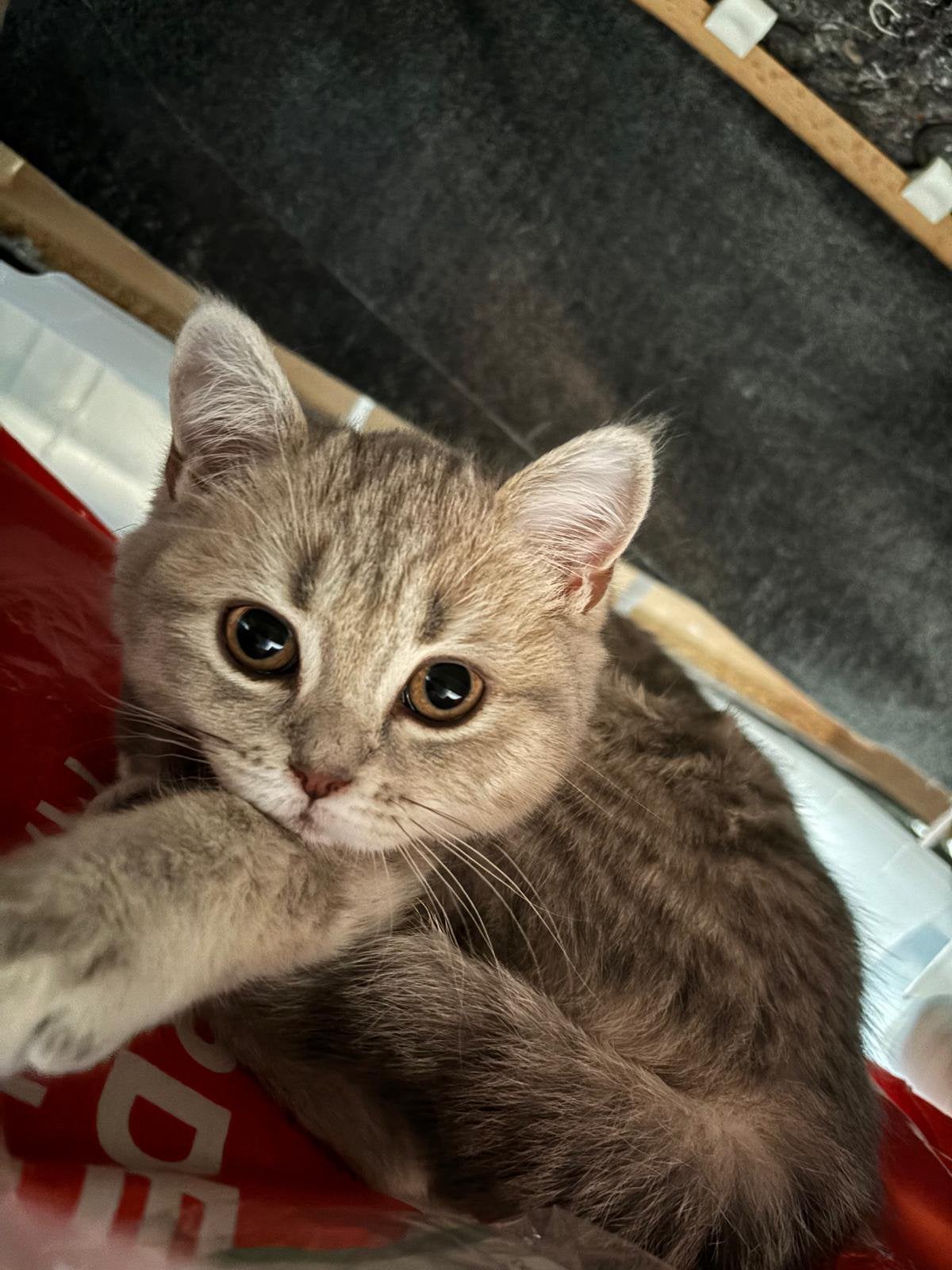 Britishe korthaar/langhaar kittne te koop!, Poes, Kortharig, 0 tot 2 jaar