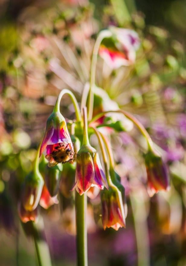 SIERUI Nectaroscordum siculum Allium siculum Godenlook Bulg., Overige soorten, Volle zon, Vaste plant, Ophalen of Verzenden