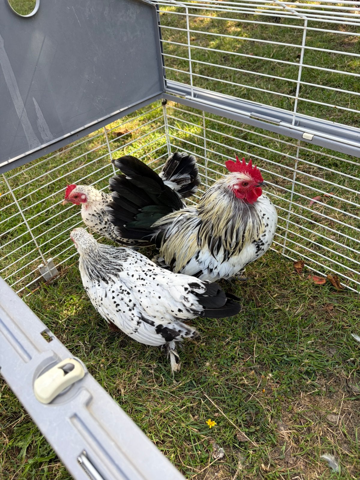 Trio sabelpootkrielen - Zilver porselein., Meerdere dieren, Kip
