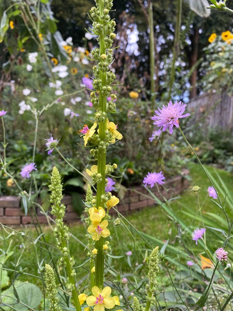 Zwarte toorts, vaste kortlevende plant te koop, Tuin en Terras, Overige soorten, Volle zon, Vaste plant, Ophalen of Verzenden