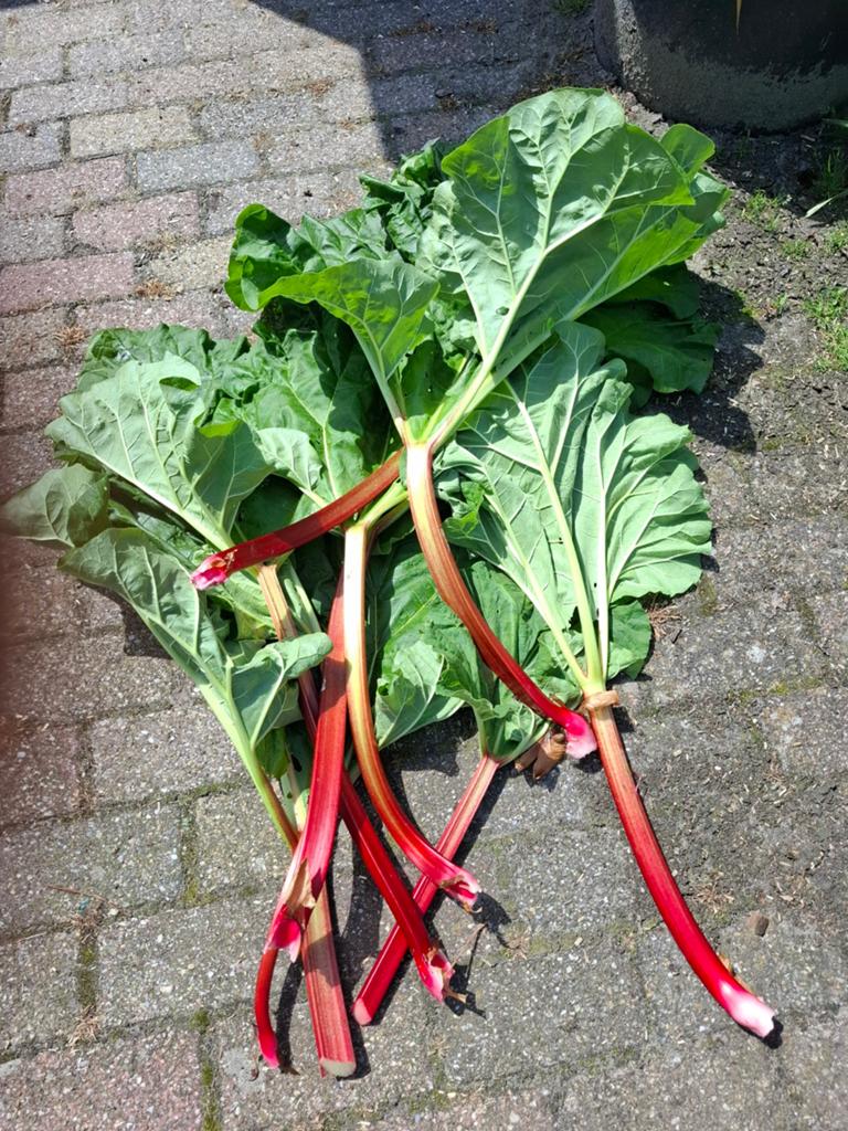 Champagne rabarber, Diversen, Ophalen of Verzenden