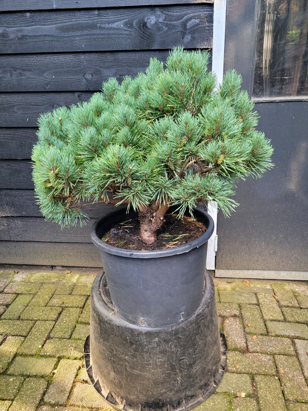 Grote Pinus Sylvestris 'Chantry Blue' - Schotse Den, Ophalen, Bloeit niet, Overige soorten, Volle zon