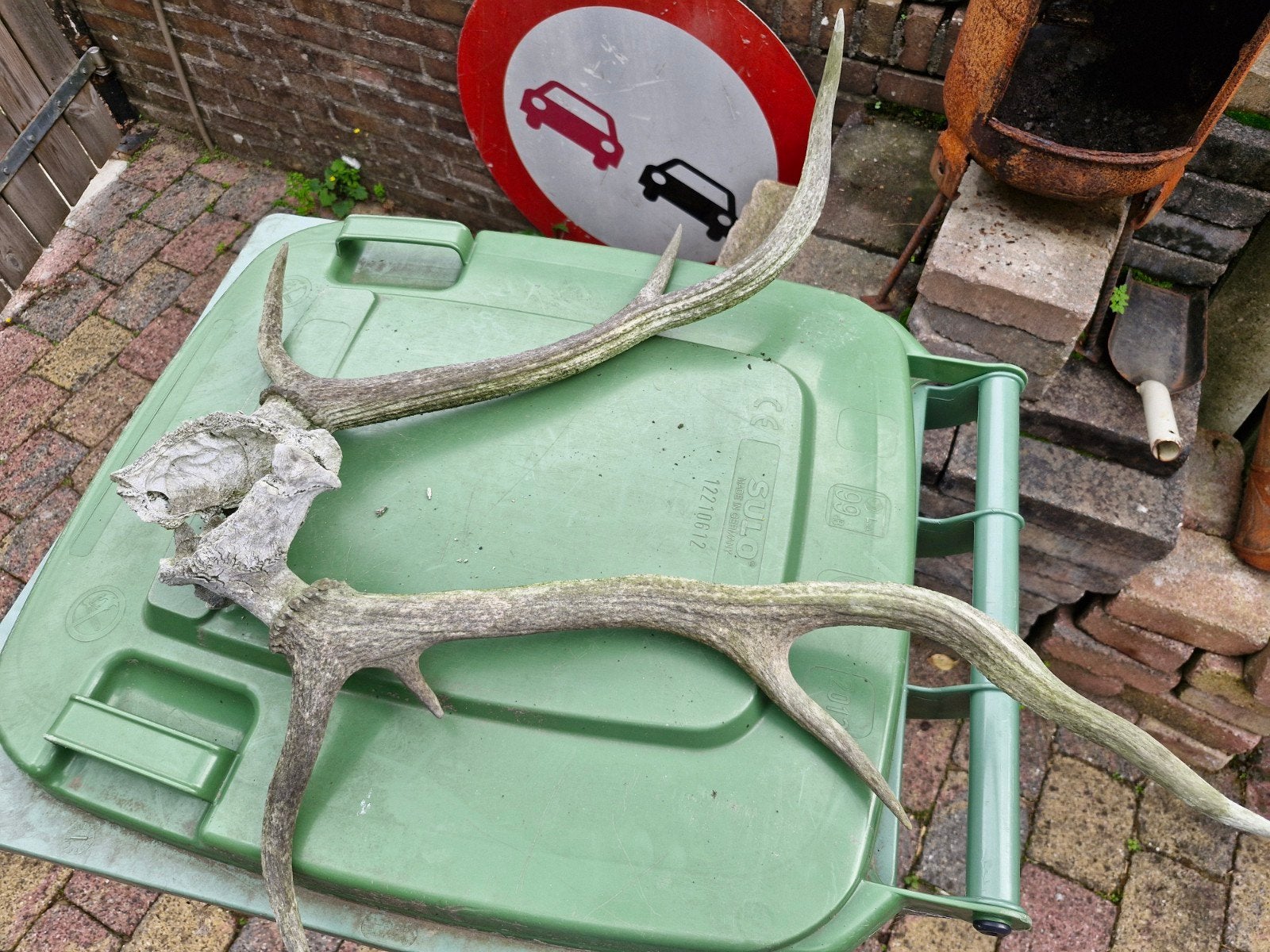 Groot hertengewei - Natuurlijke decoratie, Ophalen, Gebruikt, Hert, Gewei of Kop