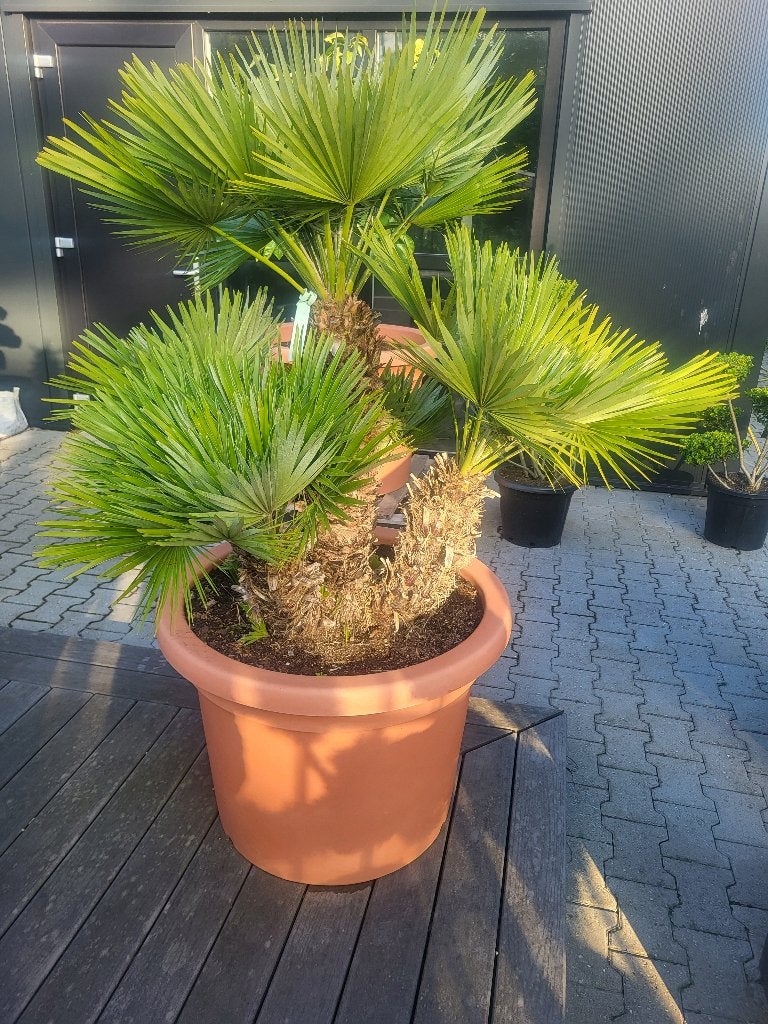 chamaerops humilis "Vulcano, Tuin en Terras, Planten | Bomen, Overige soorten, 100 tot 250 cm, Zomer, Ophalen
