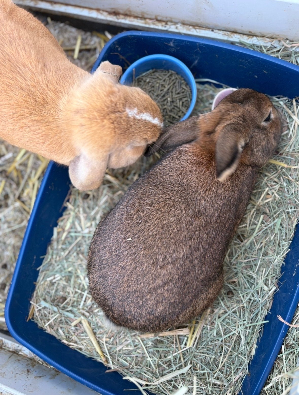 Konijnen 1 jaar oud, Dieren en Toebehoren, Konijnen, Meerdere dieren
