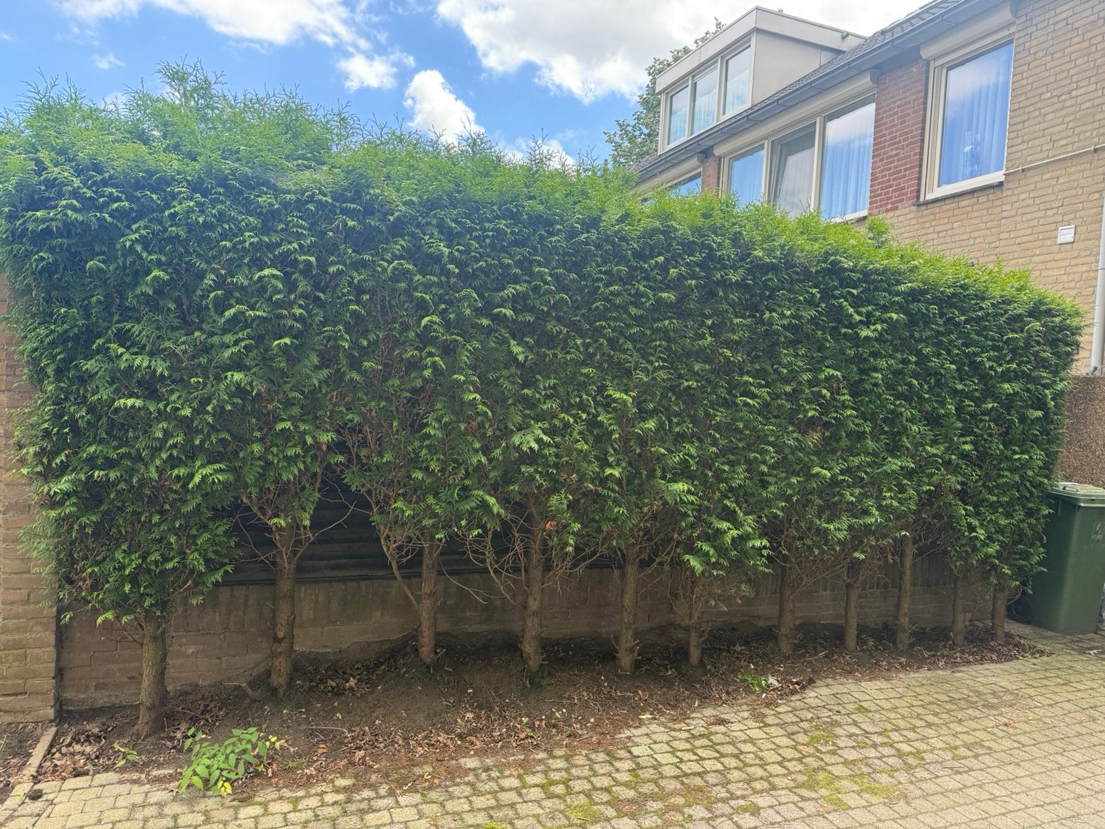 CONIFERENHAAG GRATIS MEENEMEN CUIJK, Ophalen, Volle zon, Overige soorten