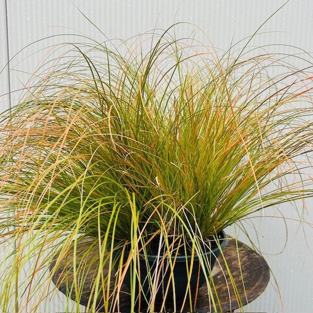 Siergras, Siergrassen, zegge, pampasgras, met korting, Ophalen of Verzenden, Vaste plant