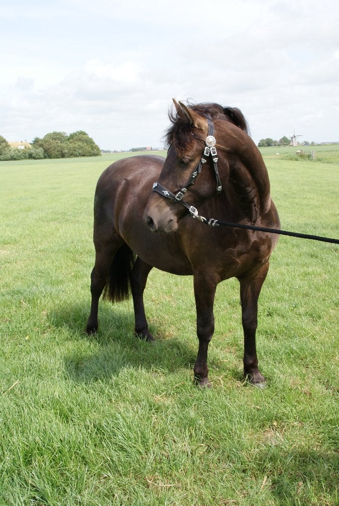 !alleen vandaag en morgen! fries x arabier ruin 2 jaar, Ruin, 160 tot 165 cm, Dressuurpaard, 0 tot 2 jaar