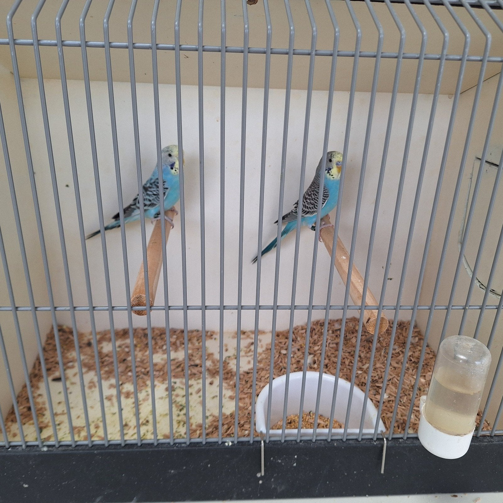 2 grasparkietjes te koop, Dieren en Toebehoren, Meerdere dieren, Parkiet