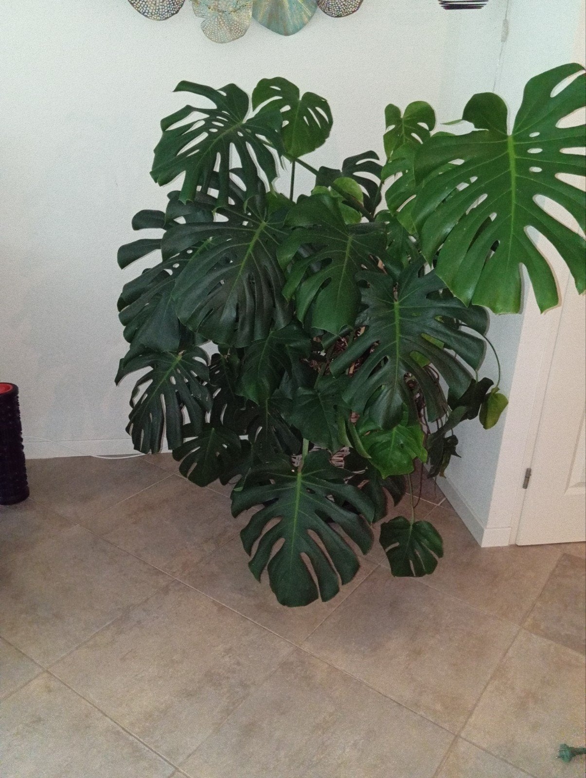 Grote Monstera plant inclusief rieten plantenbak, Ophalen, Halfschaduw, 150 tot 200 cm
