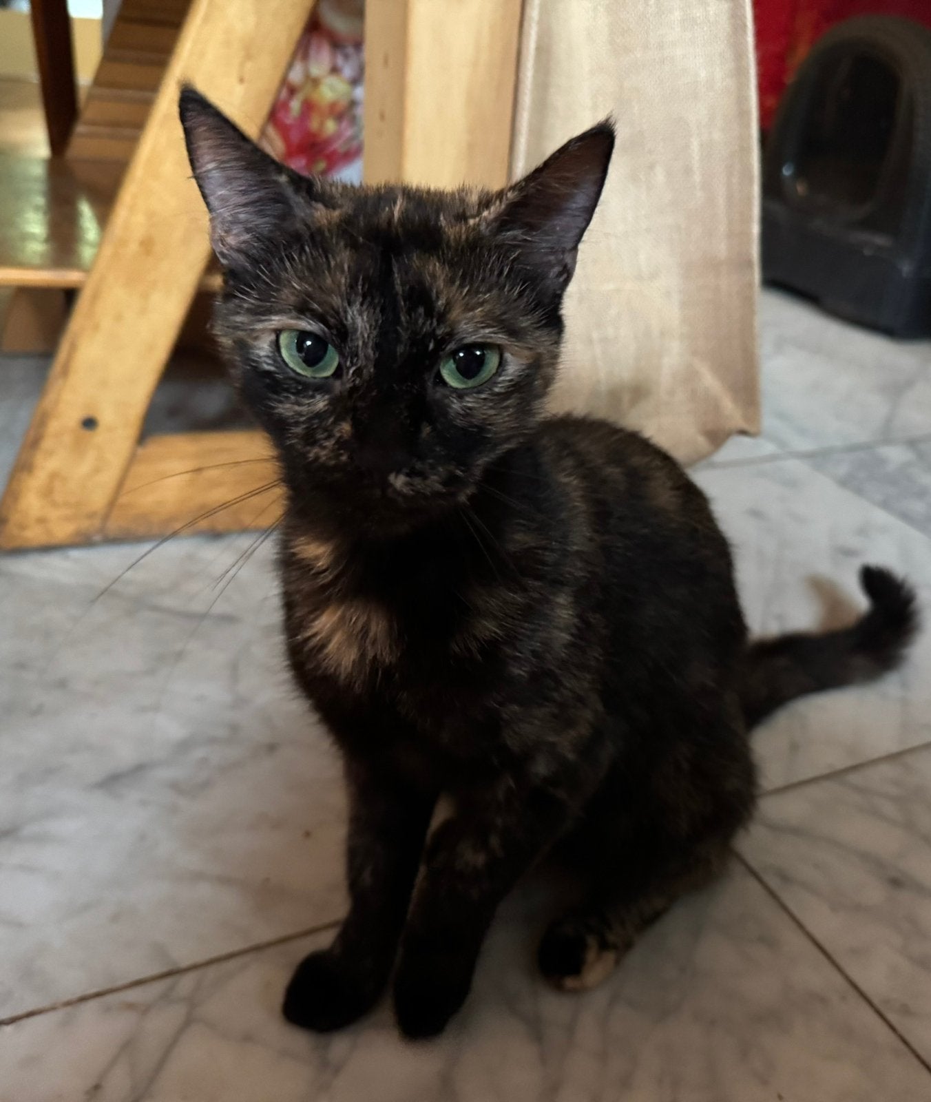 Te koop moeder en kitten samen half Turkse Angora, Dieren en Toebehoren, Poes