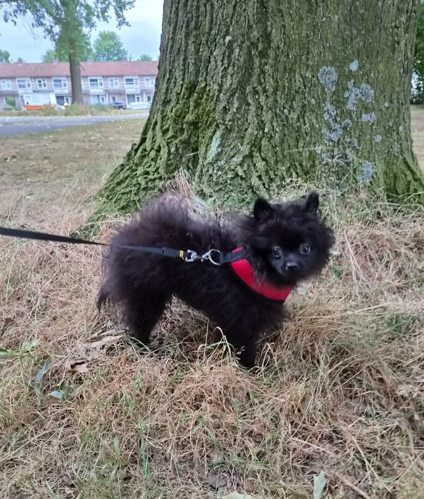pomeriaan { Teef } 850 Euro, Dieren en Toebehoren, 15 weken tot 1 jaar, Overige rassen, Teef, Parvo