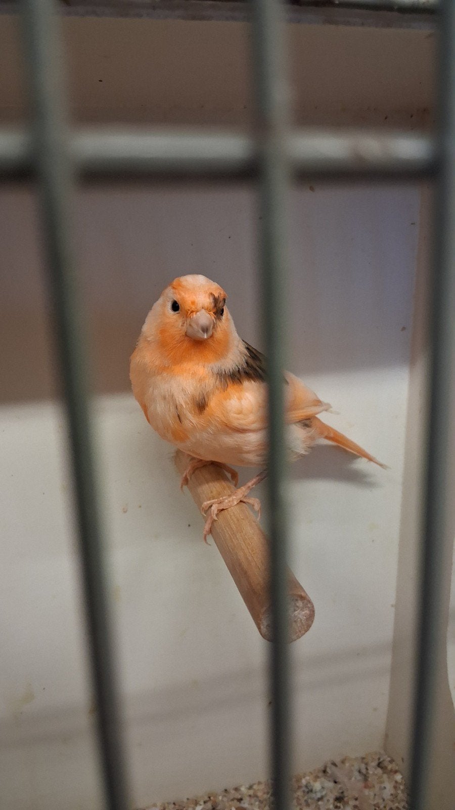 Vogels, Vrouwelijk, Kleurkanarie