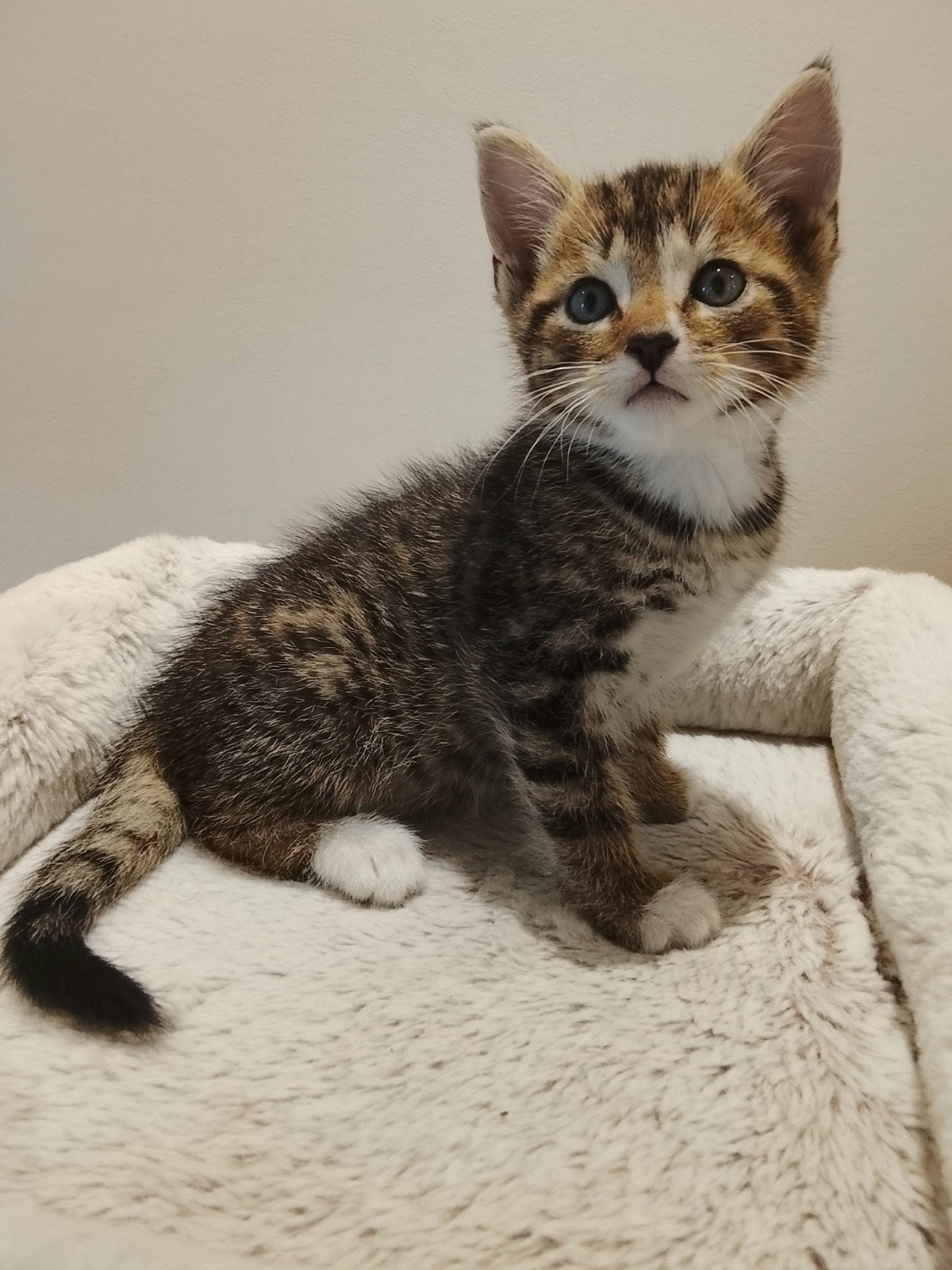 Prachtige Ragdoll kruising kittens, Dieren en Toebehoren, Meerdere dieren, 0 tot 2 jaar