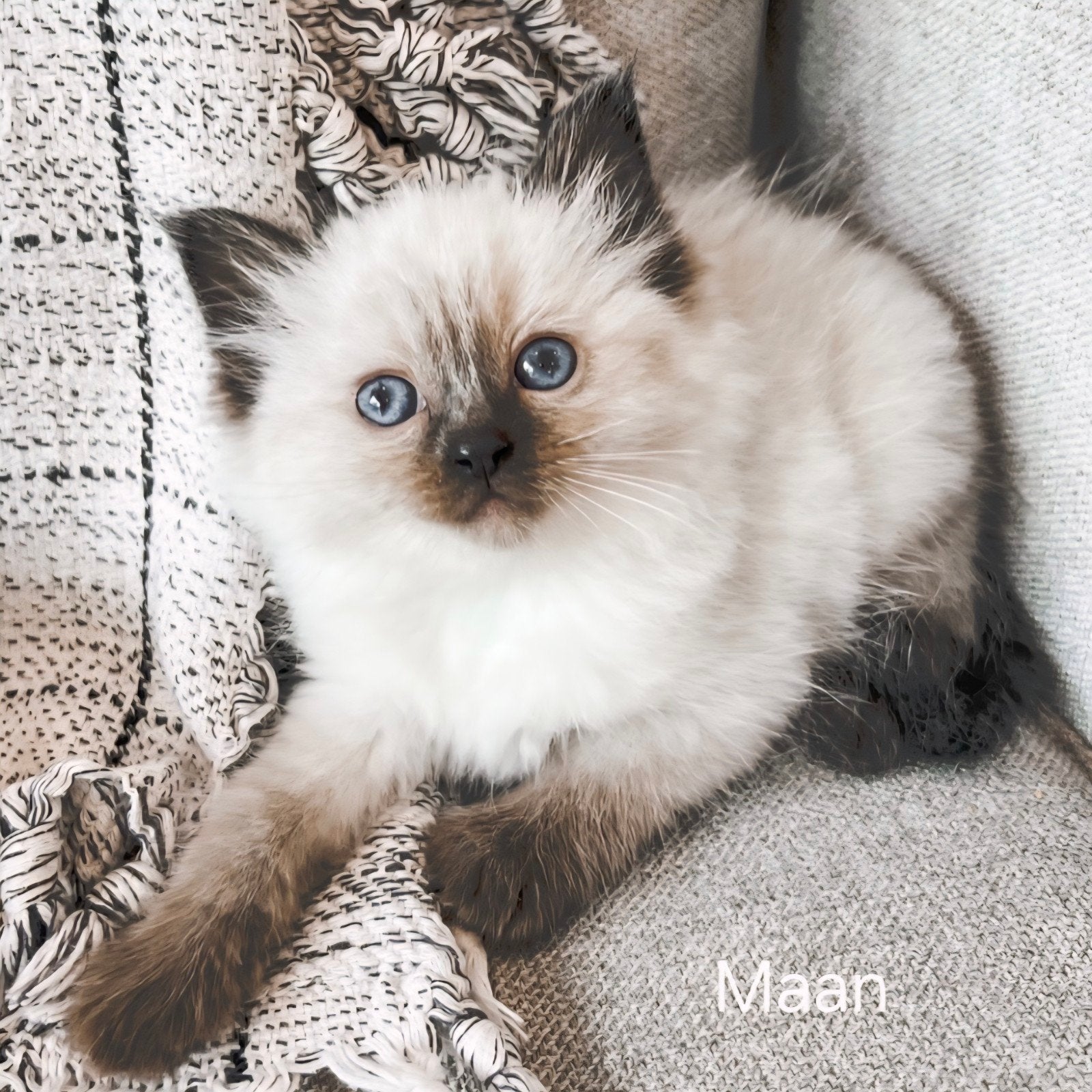 Ragdoll kitten met stamboom kampioen lijn, Dieren en Toebehoren, Katten en Kittens | Raskatten | Langhaar, Poes, Met stamboom
