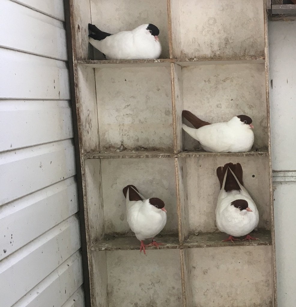 Nederlandse Helmduiven - helmduif sierduiven , rood en zwart, Meerdere dieren, Tuimelaar of Roller