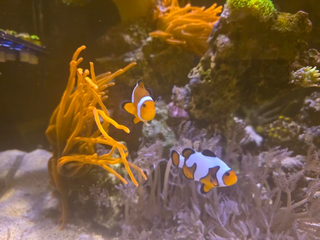2 clown vissen met 2 anemonen en Xenis op steen, Dieren en Toebehoren, Vis