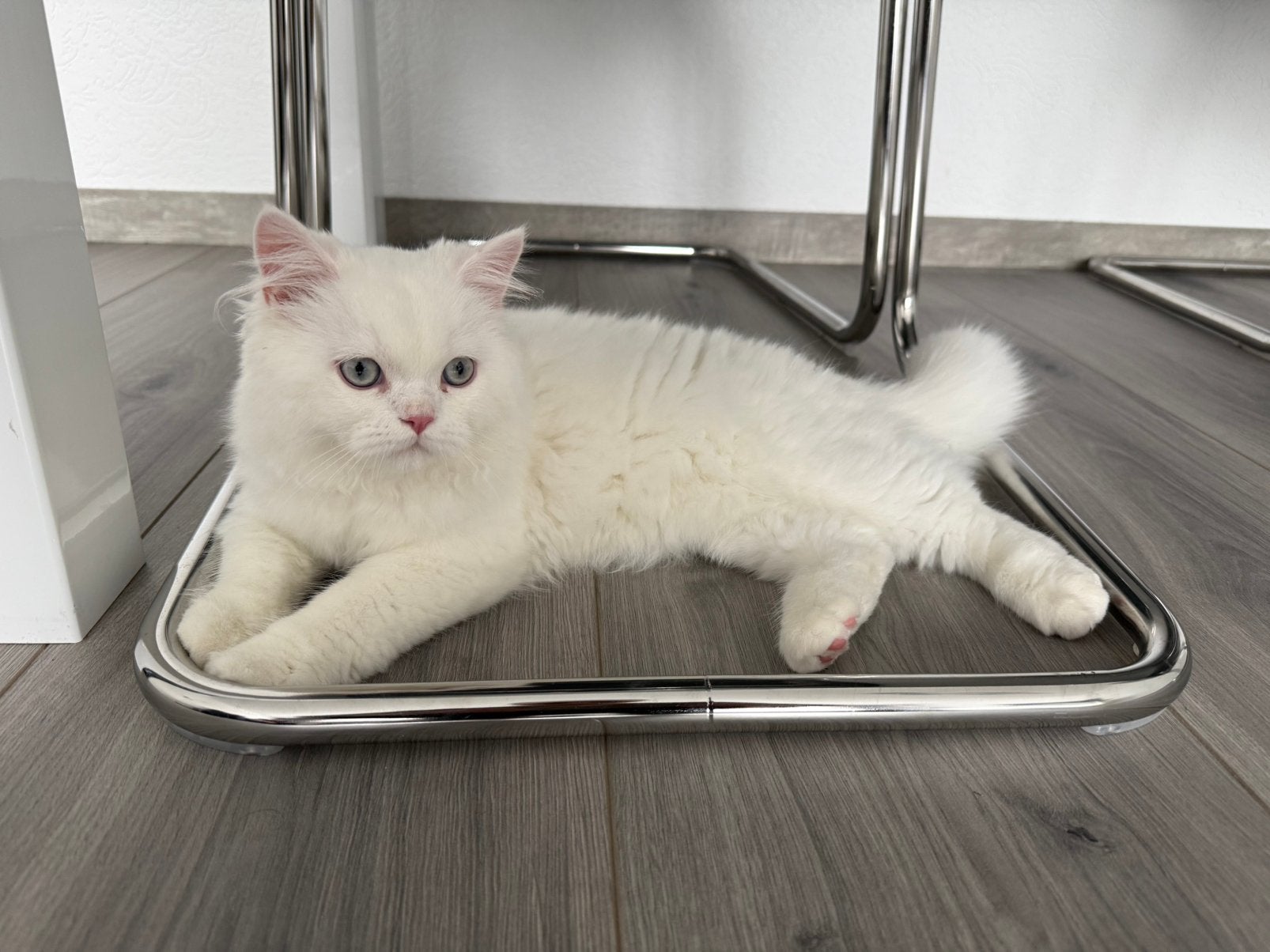 Perzische kitten, Poes, Gechipt, 0 tot 2 jaar