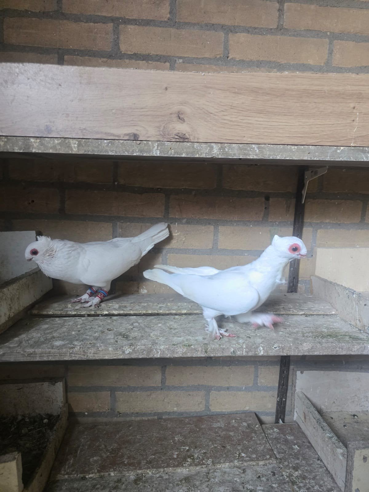 Koppel oosterse meeuwen, Meerdere dieren, Overige soorten