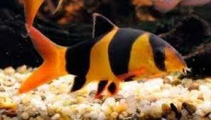Diverse Botia 's op voorraad., Dieren en Toebehoren, Vissen | Aquariumvissen, Vis, Zoetwatervis, Schoolvis