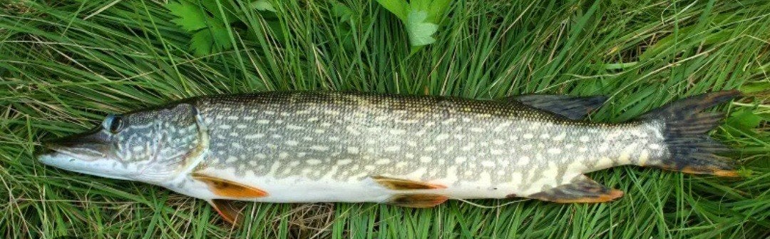 Kunstaas gezocht voor snoek, baars en snoekbaars, Verzenden