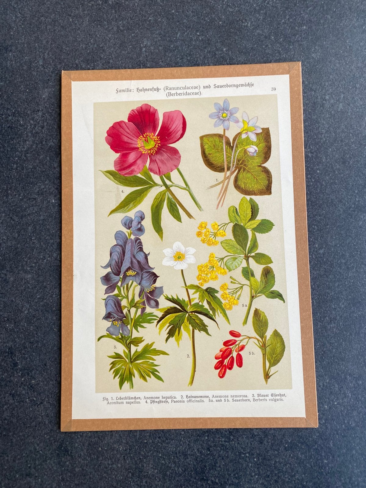 Verschillende prenten 20x29 cm uitzoeken pst 5 euro, Ophalen of Verzenden, Natuur en Biologie