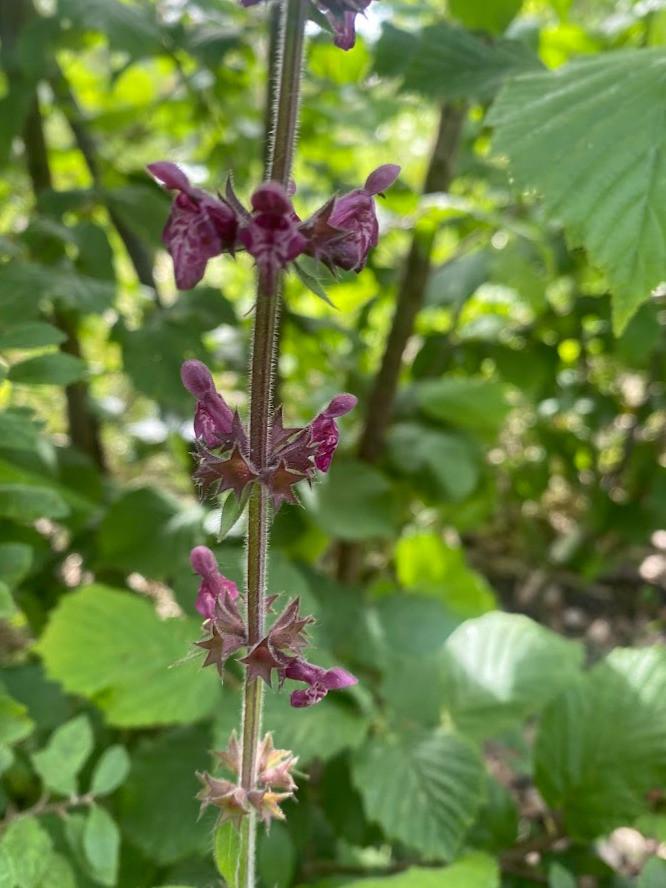 Bosandoorn, inheemse vaste plant, bio zaad&potgrond, Volle zon, Vaste plant, Zomer, Ophalen