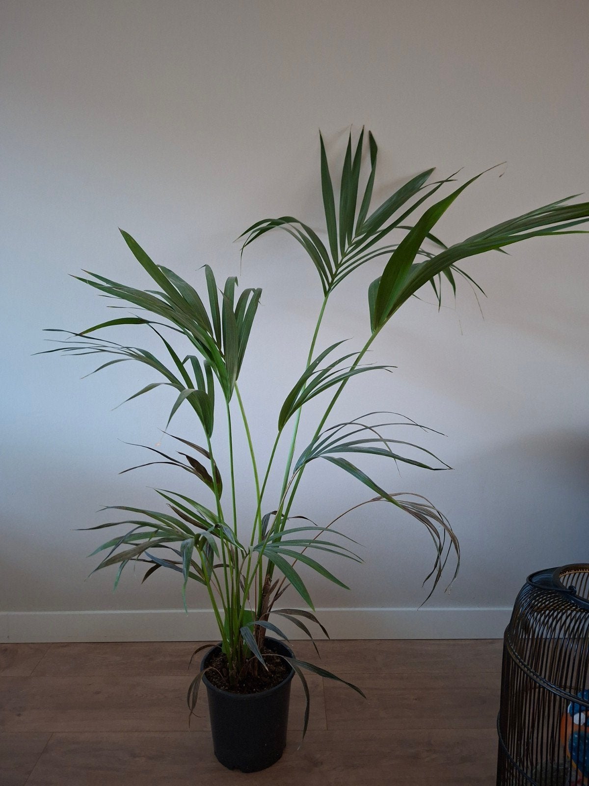 Kentia palm voor binnen 140cm, Ophalen, Palm, Halfschaduw, 100 tot 150 cm