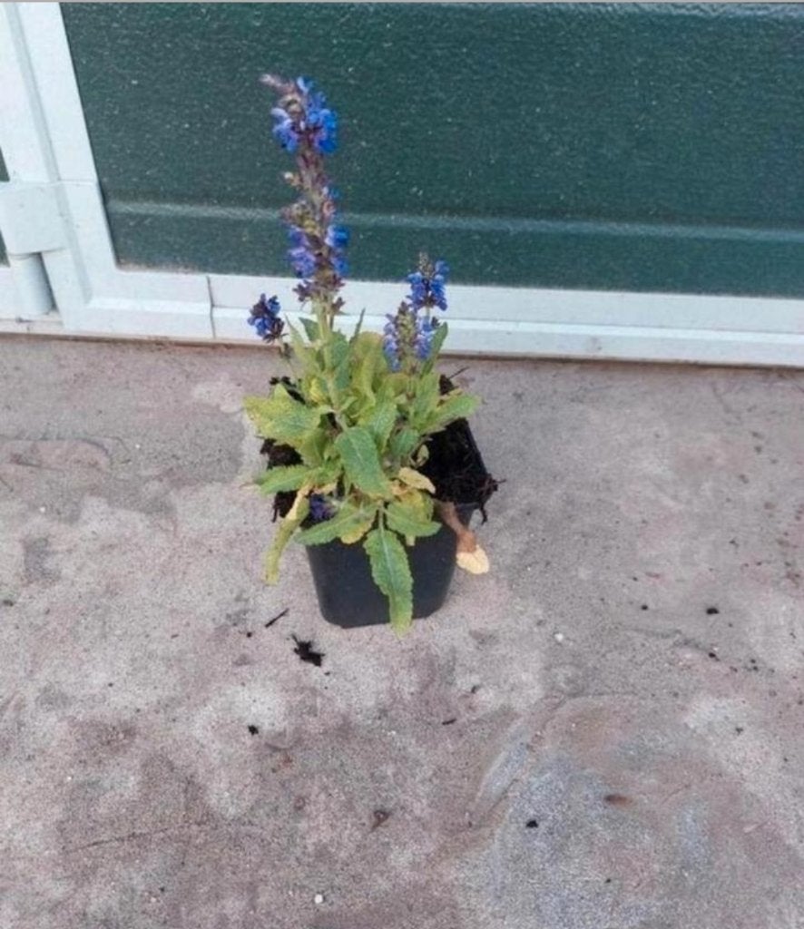 Salvia nemorosa 'marcus', Volle zon, Vaste plant, Lente, Ophalen