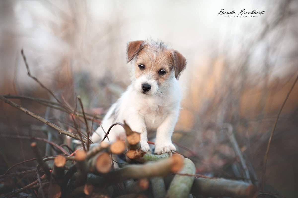 echte zuiver gefokte Jack Russelltjes.Ze zijn er nog.Bij ons, Jack Russell Terriër, 8 tot 15 weken, CDV (hondenziekte), Meerdere