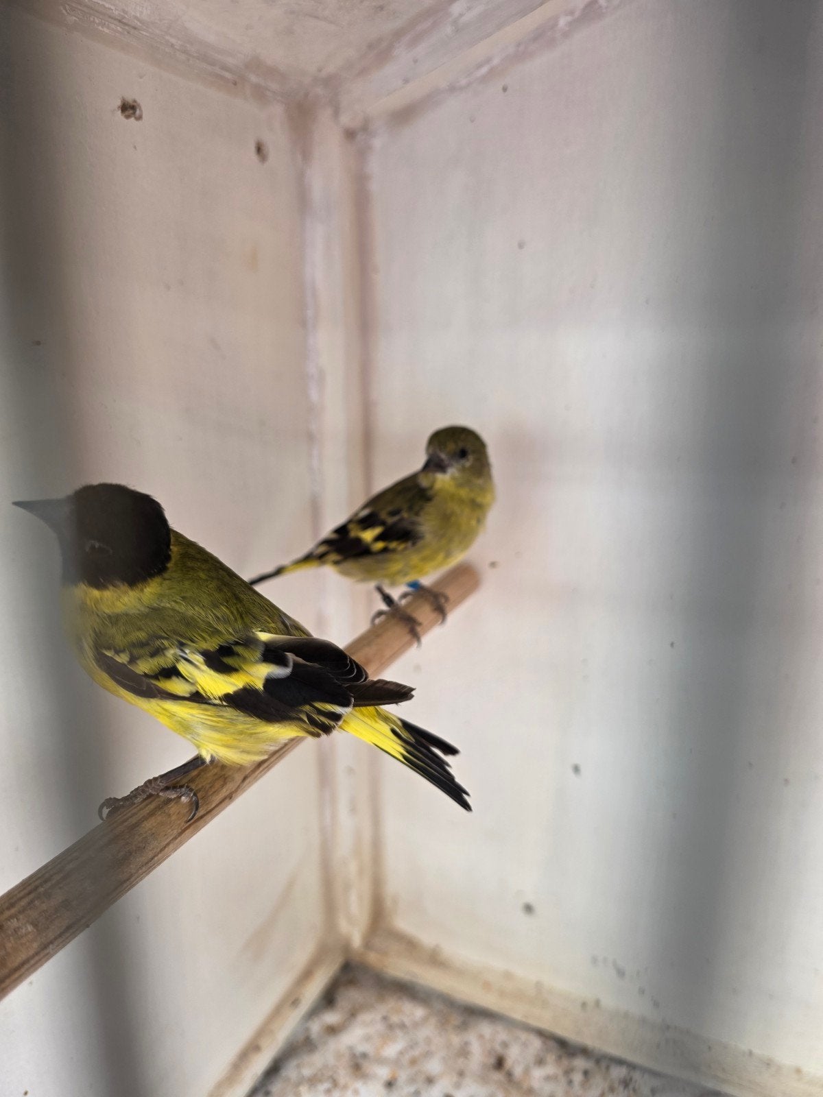 bewezen koppel zwartkopsijzen te koop 2025 gezond, Meerdere dieren, Zangkanarie
