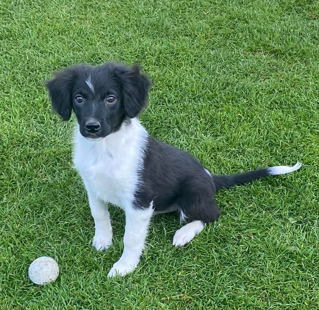Prachtige BORDER COLLIE x FRIESE STABIJ pup - reutje, Parvo, Nederland, Reu, 8 tot 15 weken
