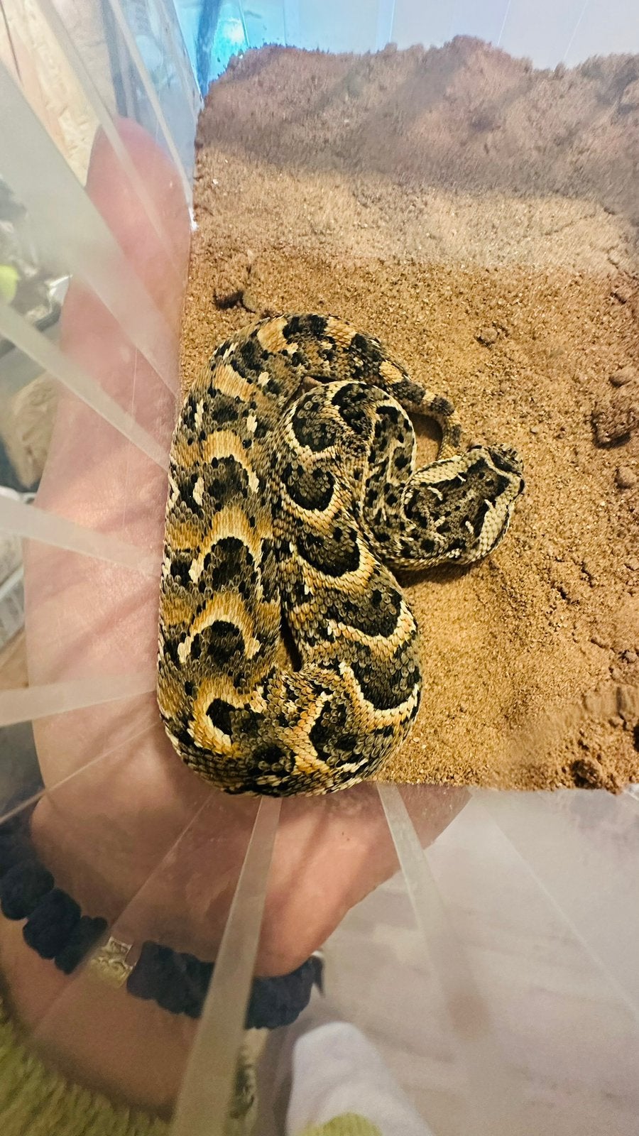 Bitis arietans CB26/Benin, Slang, 0 tot 2 jaar