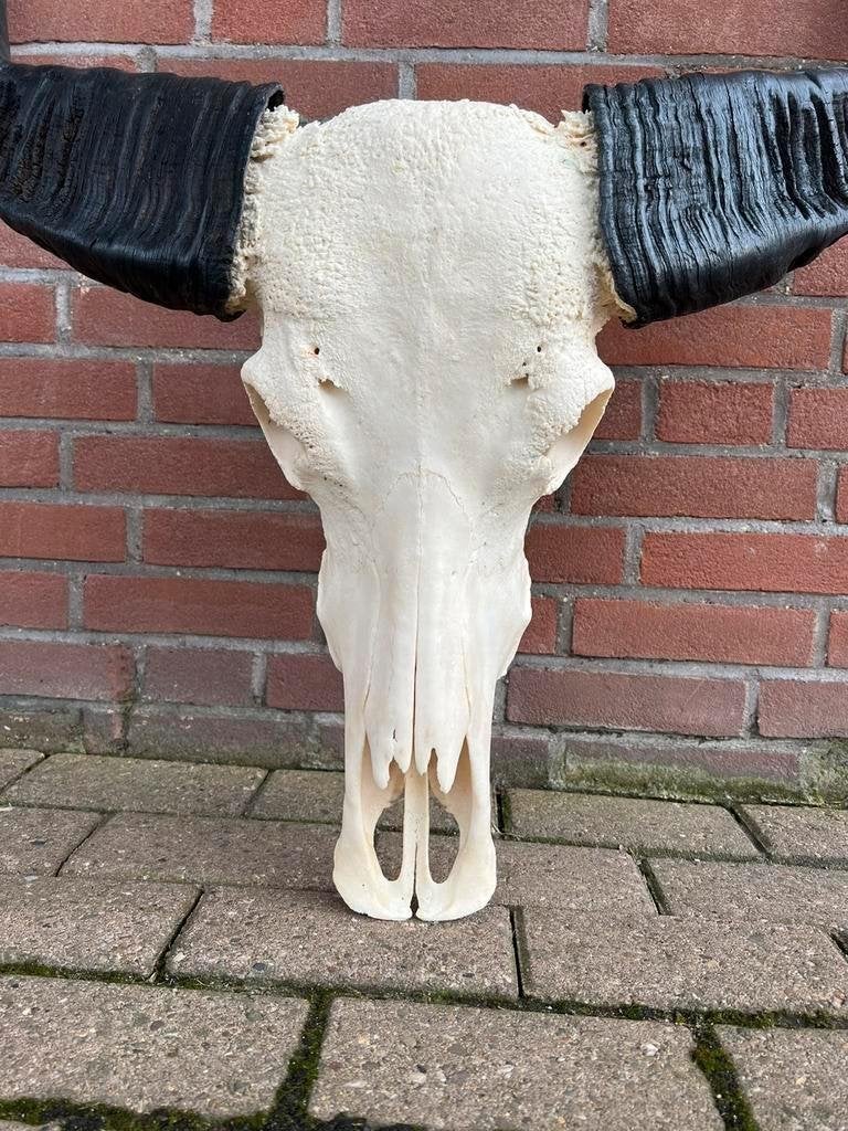 buffelschedel, echte buffel kop, gewei, Groot aanbod, Verzamelen, Dierenverzamelingen, Ophalen of Verzenden, Nieuw, Schedel