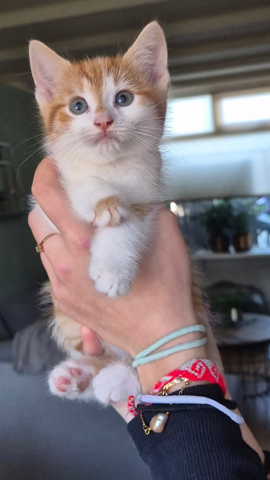 1 kitten te koop