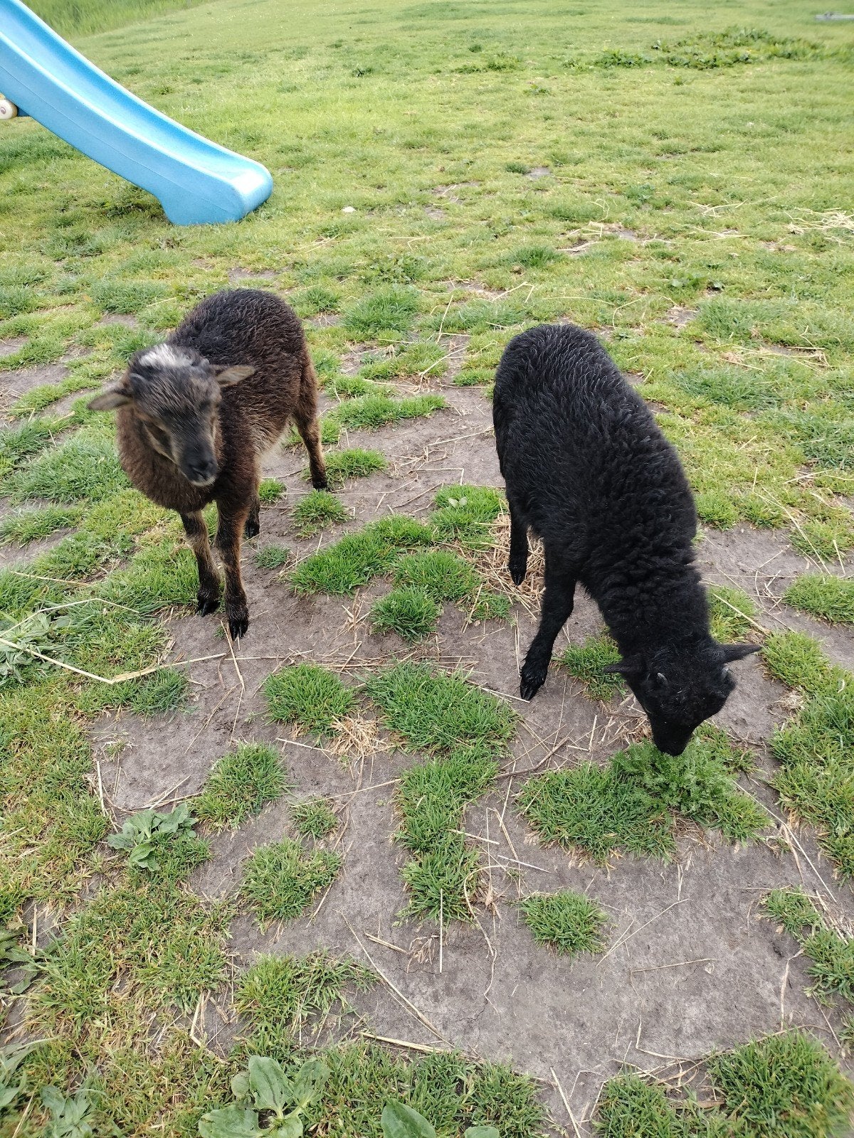 Ouessant Schaapjes, Dieren en Toebehoren, Meerdere dieren, Schaap